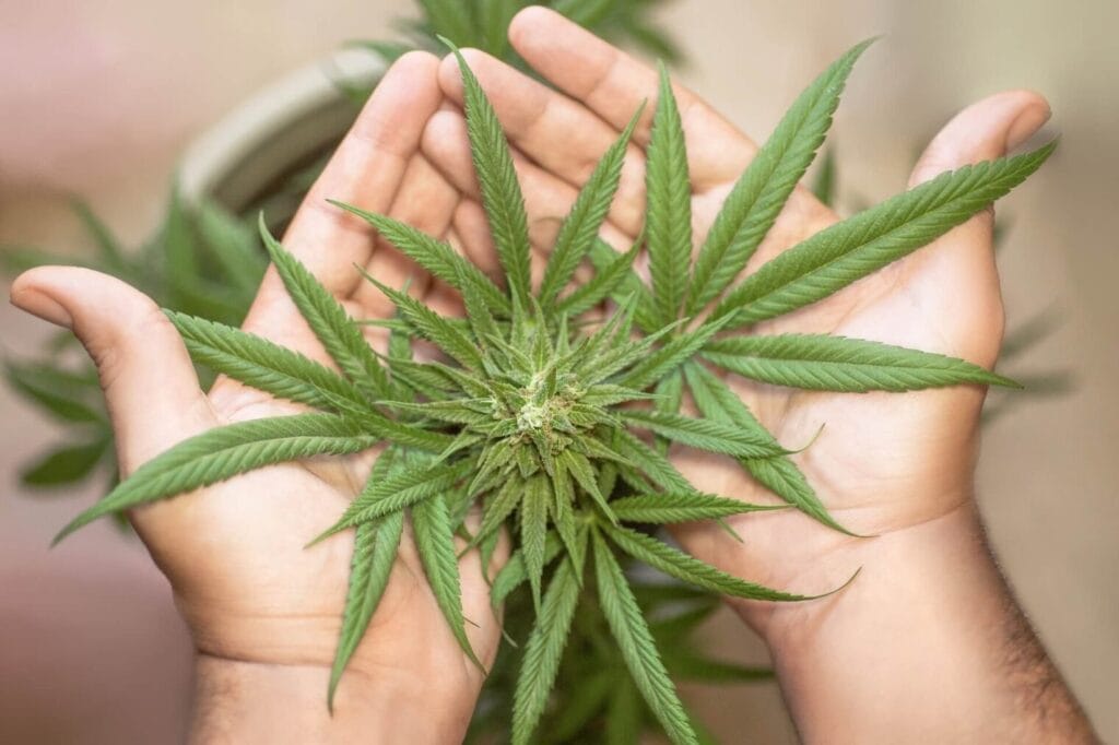 imageye imgi 1 marijuana leaf 5315561 1920 3 e1727927659459
