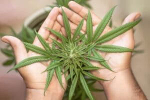 imageye imgi 1 marijuana leaf 5315561 1920 3 e1727927659459