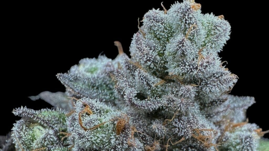 Bud Trichomes