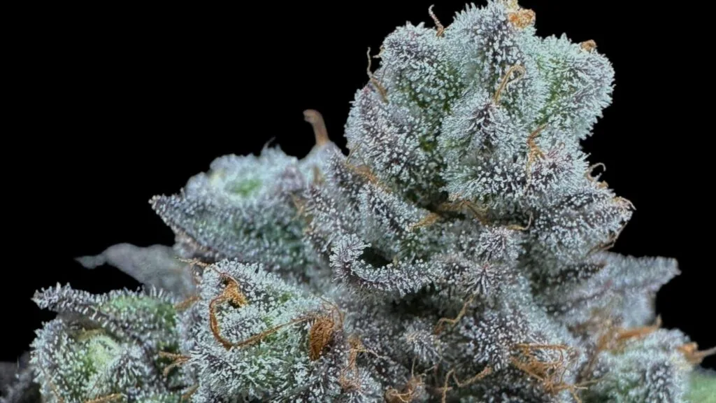 Bud Trichomes