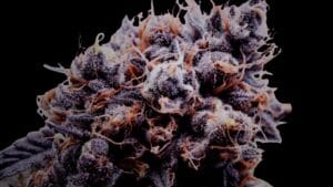 Close-up of premium Cali cannabis buds at How High Koh Samui