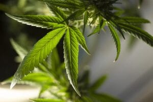 marijuana leaf 5315553 1280