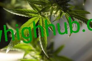 marijuana leaf 5315553 1280