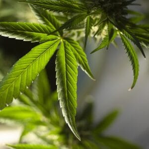 marijuana leaf 5315553 1280