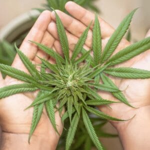 marijuana leaf 5315561 1280